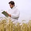 семена твердой пшеници, трансгенный сорт в Белгороде 4