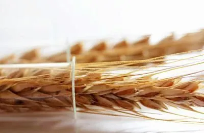 семена твердой пшеници, трансгенный сорт в Белгороде 2