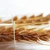 семена твердой пшеници, трансгенный сорт в Белгороде 2