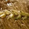 семена твердой пшеници, трансгенный сорт в Белгороде