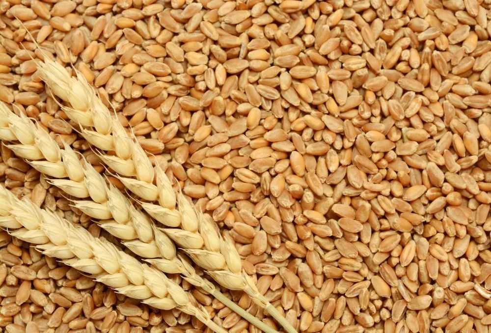 семена твердой пшеници, трансгенный сорт в Белгороде 3