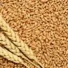 семена Пшеницы Трансгенный Сорт Amadeo в Белгороде 2