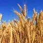 яровая пшеница одета рс1 в Белгороде и Белгородской области 2