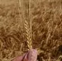 семена ярового ячменя квс ирина в Белгороде и Белгородской области 2