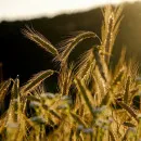 Белгородская область убирает озимую пшеницу с более 300 тысяч га