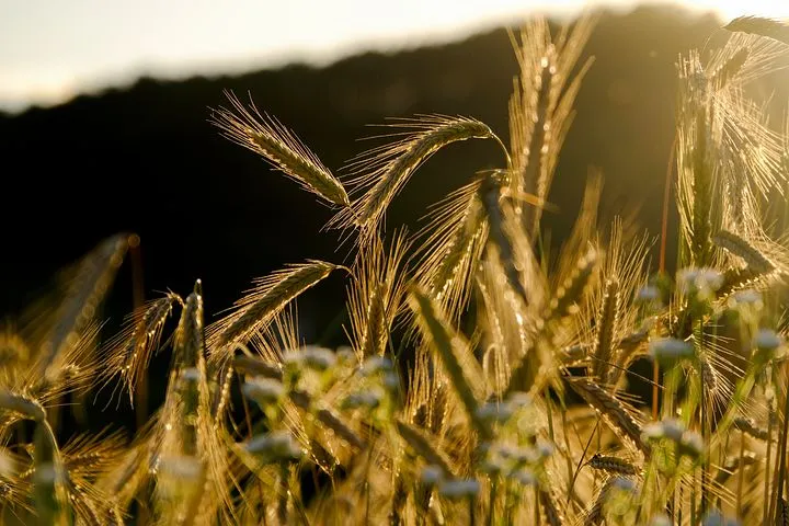 Белгородская область убирает озимую пшеницу с более 300 тысяч га