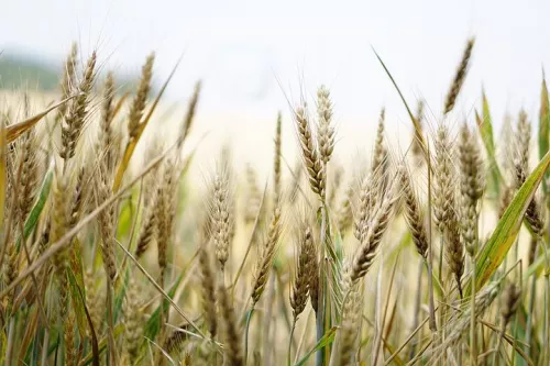Минсельхоз: В Белгородской области начался сев ранних зерновых культур
