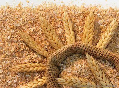 семена твердой пшеници, трансгенный сорт в Белгороде 6
