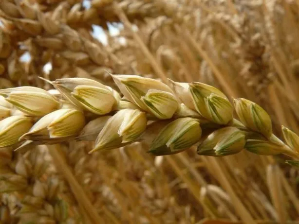 фотография продукта Семена твердой пшеници, трансгенный сорт