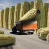 гибрид Кукурузы Sedona Bt 166 Фао 180 в Белгороде 2