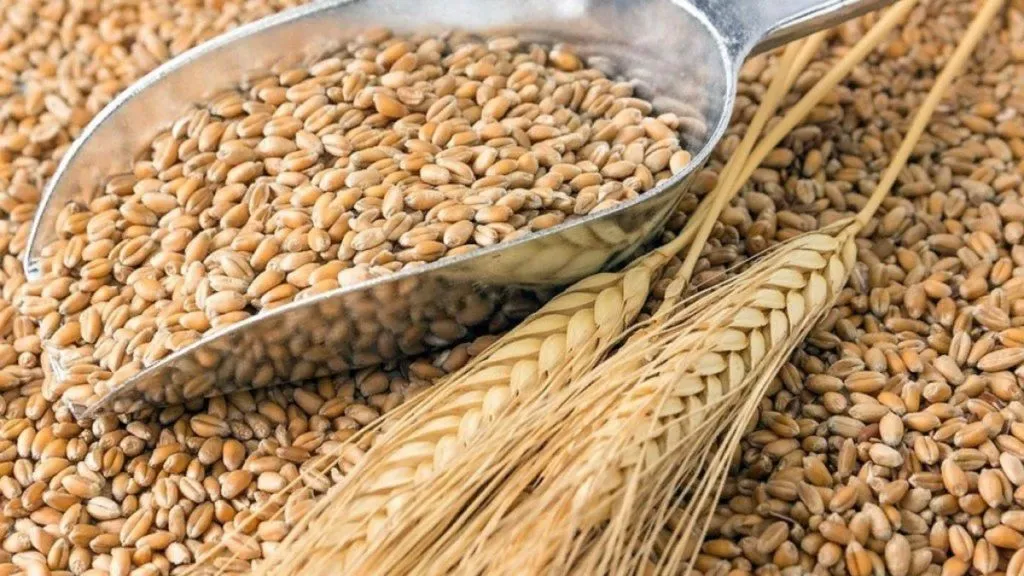 фотография продукта Продовольственная пшеница!