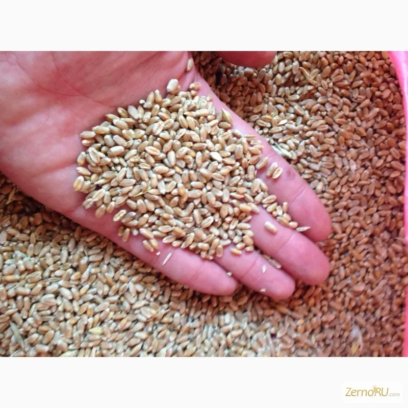 фотография продукта Пшеница 3-4 класс