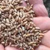 пшеница продовольственная  в Курске