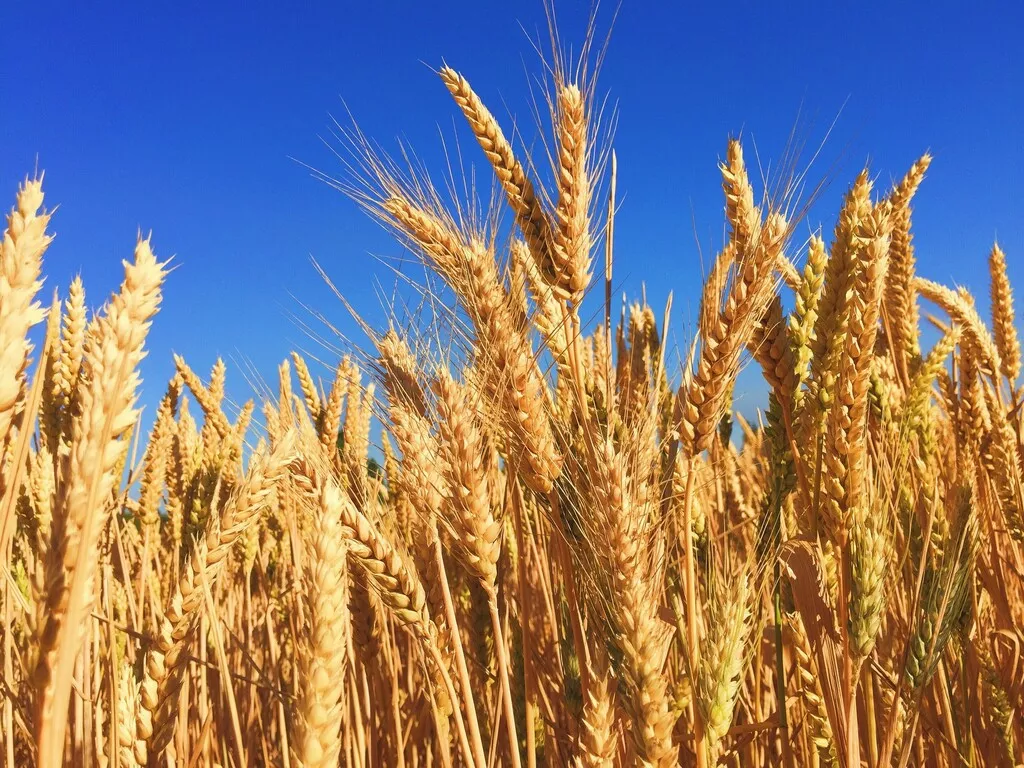 фотография продукта Яровая пшеница одета рс1