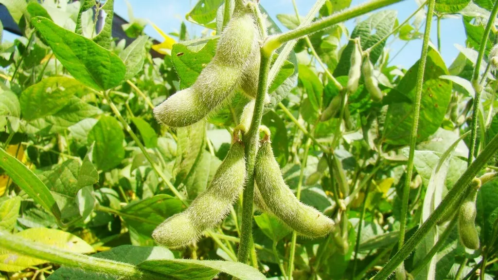 семена сои везелица  в Белгороде и Белгородской области