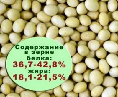 семена сои белгородская 7 в Белгороде и Белгородской области 2